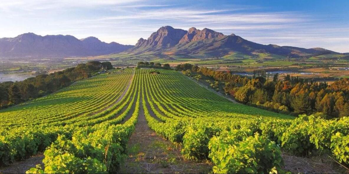 Stellenbosch Farmers' Winery